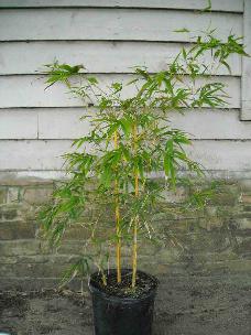 bambusa eutuldoides "Viridi Vittata"  "Asian Lemon Bamboo"  Yellow culms with varying dark green stripes.  New shoots have ping and peach tones.  Low branching.  Grows to 25 feet tall, 1 inch diameter, min temp 21F, full sun. Donated by George Shackelford, Bamboo Source