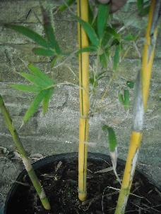 close up of Bambusa eutuldoides "Viridi Vittata" "Asian Lemon Bamboo"