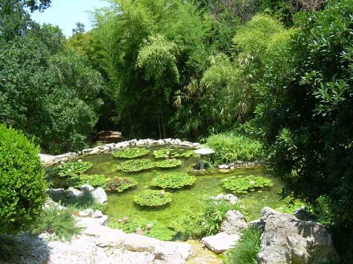 Lotus plants in the"A" pond at the Taniguchi Japanese Garden surrounded by bamboo on the hillside.